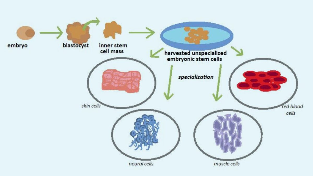 What Are Things You Should Know About Stem Cell?| touchheights