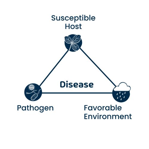 Disease – Everything You Need To Know About Lumpy Skin Disease