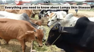 Everything You Need To Know About Lumpy Skin Disease