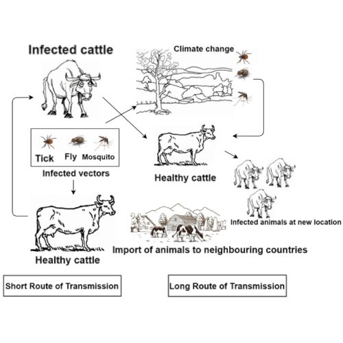 Transmission – Everything You Need To Know About Lumpy Skin Disease