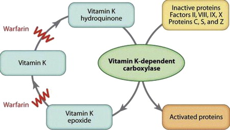 Breakthrough in understanding vitamin K metabolism