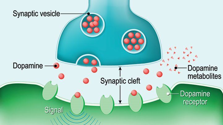 Dopamine Might Aid in HGH Secretion