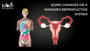 What changes does aging have on a woman's reproductive system?