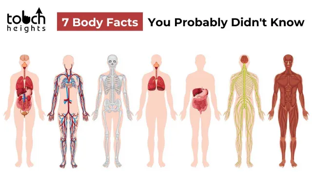 7 Unsettling Body Facts You Probably Didn’t Know 7 Unsettling Body Facts You Probably Didn't Know