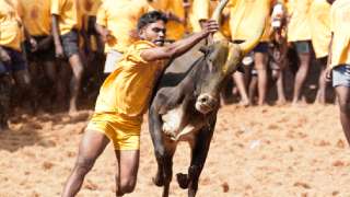 In which state is the bull game ‘Jallikattu’ most popular