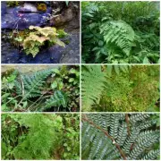 Ferns, Mosses, Algae & Fungi